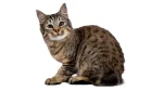 Pixie-Bob Cat photo