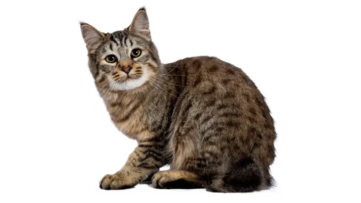 Pixie-Bob Cat photo
