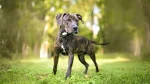 Plott Hound Dog photo