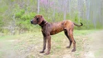 Plott Hound Dog photo