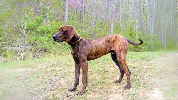 Plott Hound Dog photo