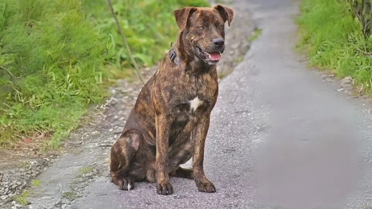 Plott Hound Dog photo