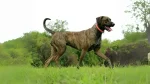 Plott Hound Dog photo