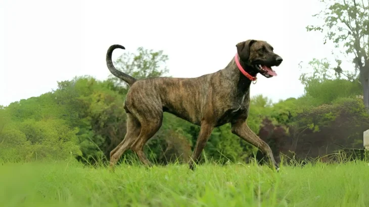 Plott Hound Dog photo