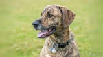Plott Hound Dog photo