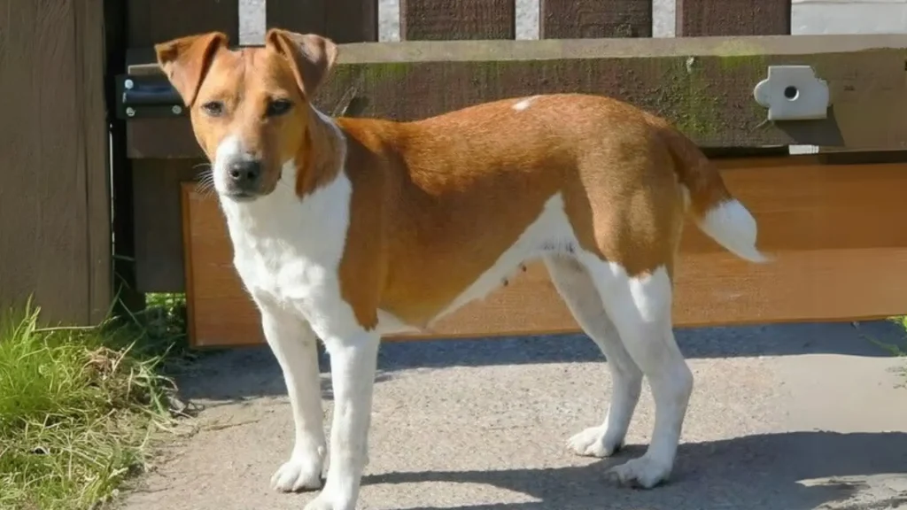 Plummer Hound Dog photo