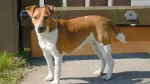 Plummer Hound Dog photo