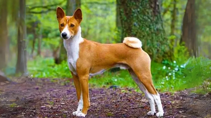 Plummer Hound Dog photo