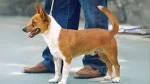 Plummer Hound Dog photo