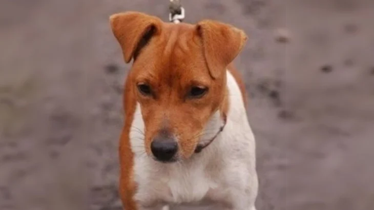 Plummer Hound Dog photo