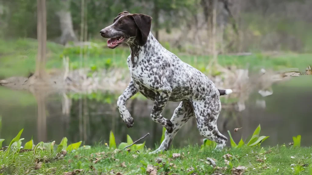 Pointer Dog photo