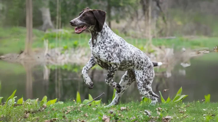 Pointer Dog photo