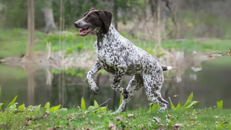 Pointer Dog photo