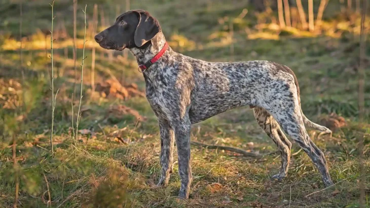Pointer Dog photo