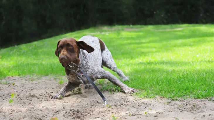 Pointer Dog photo