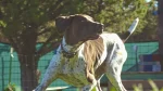 Pointer Dog photo