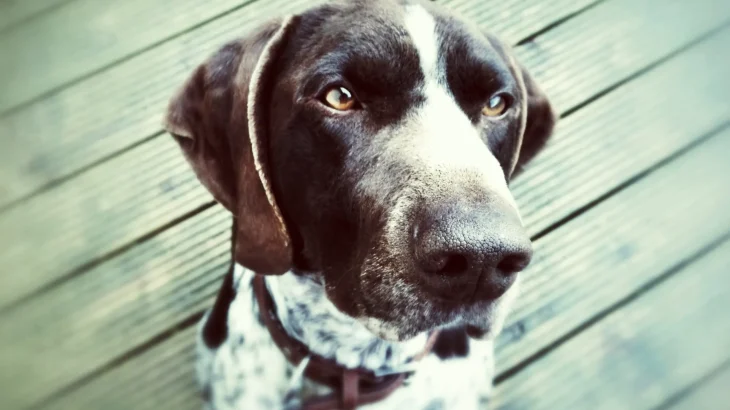 Pointer Dog photo