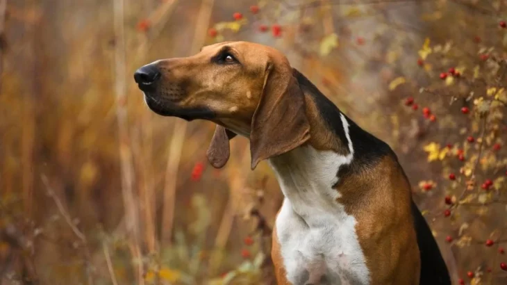 Poitevin Dog photo