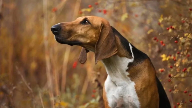 Poitevin Dog photo