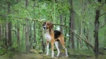 Poitevin Dog photo
