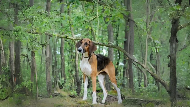 Poitevin Dog photo