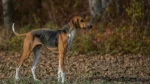 Poitevin Dog photo