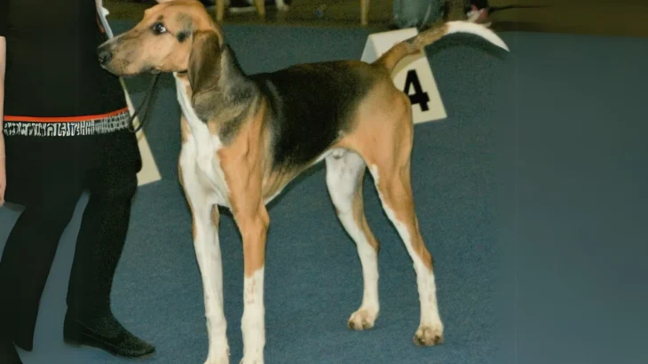 Poitevin Dog photo