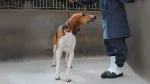 Poitevin Dog photo