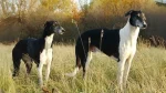 Polish Greyhound Dog photo