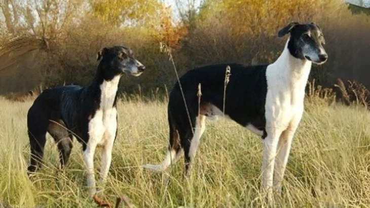 Polish Greyhound Dog photo