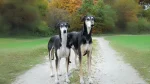 Polish Greyhound Dog photo