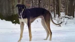 Polish Greyhound Dog photo