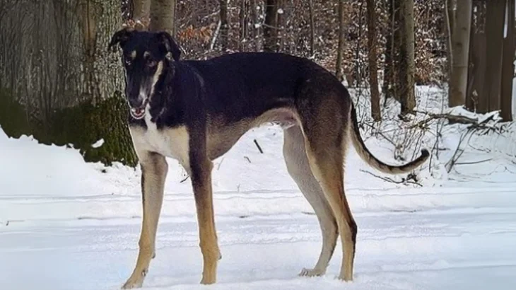 Polish Greyhound Dog photo