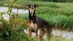 Polish Greyhound Dog photo