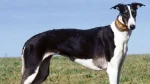 Polish Greyhound Dog photo