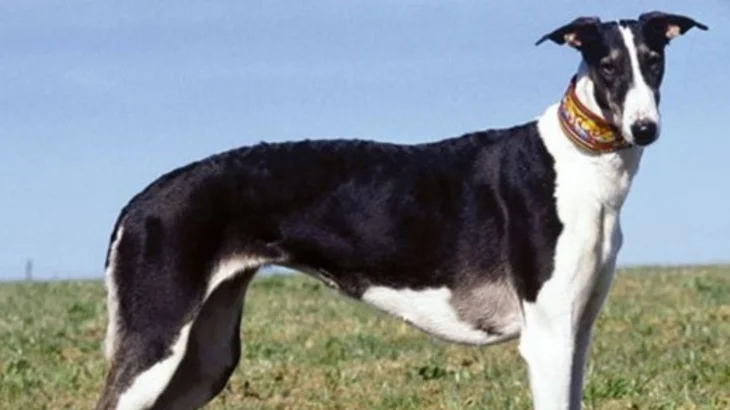 Polish Greyhound Dog photo