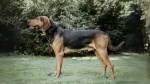 Polish Hound Dog photo
