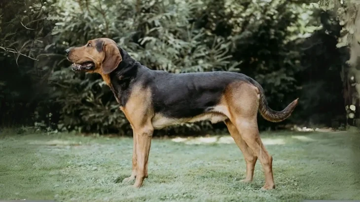 Polish Hound Dog photo