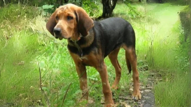 Polish Hound Dog photo