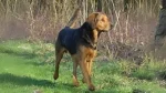 Polish Hound Dog photo
