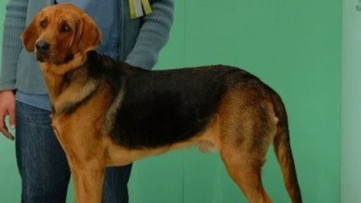 Polish Hound Dog photo