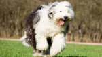 Polish Lowland Sheepdog Dog photo