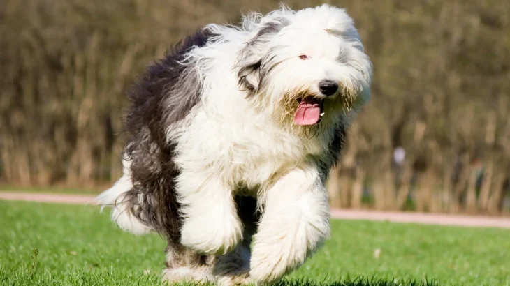 Polish Lowland Sheepdog Dog photo