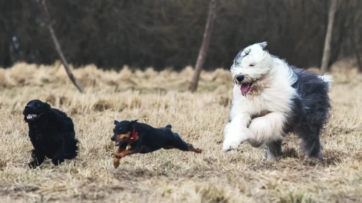 Polish Lowland Sheepdog Dog photo