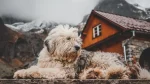 Polish Lowland Sheepdog Dog photo