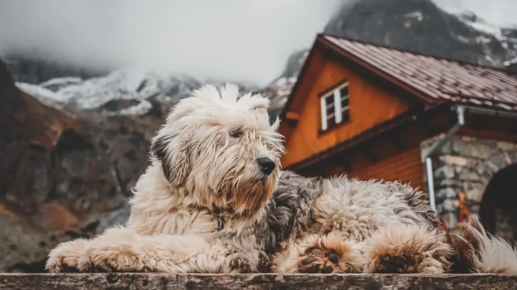 Polish Lowland Sheepdog Dog photo