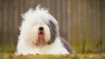 Polish Lowland Sheepdog Dog photo