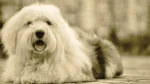 Polish Lowland Sheepdog Dog photo