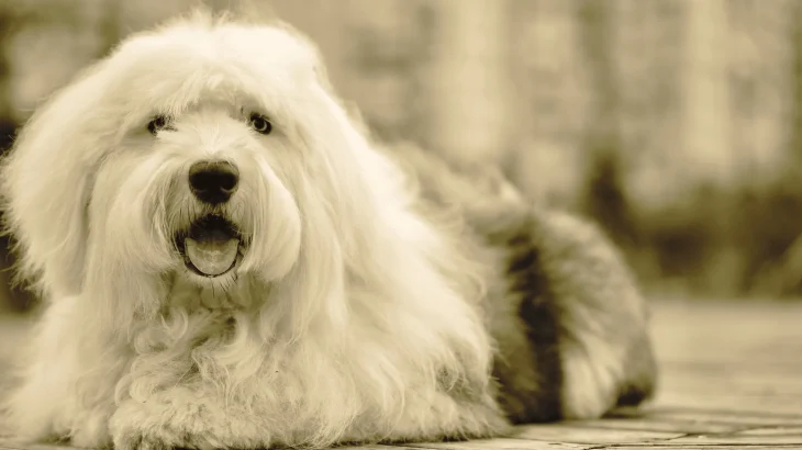 Polish Lowland Sheepdog Dog photo