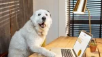 Polish Tatra Sheepdog Dog photo